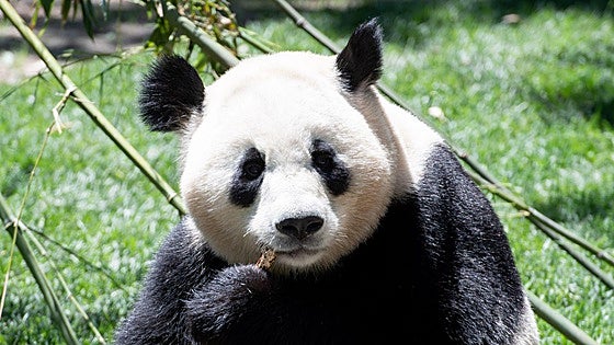 Los osos panda regresan a Madrid