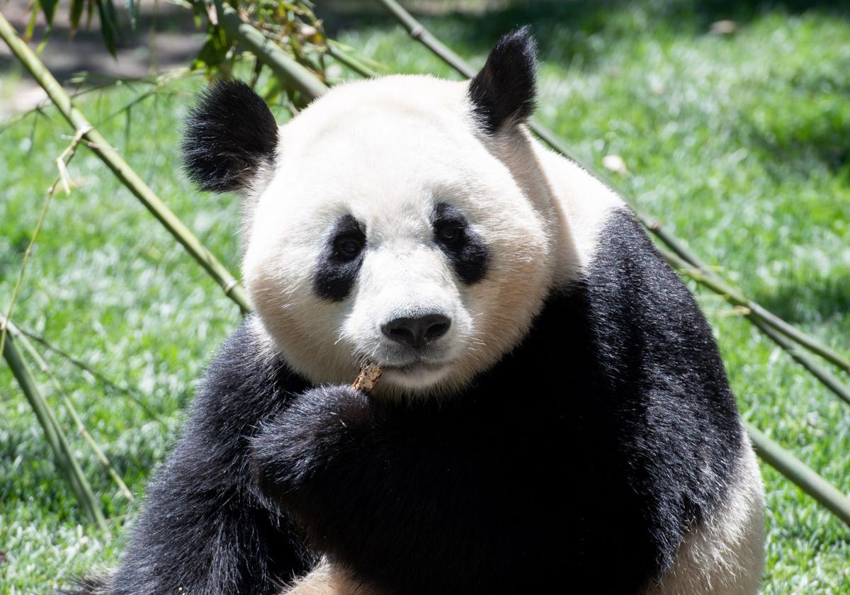 Zhu Yu, la nueva osa panda del zoo de Madrid presentada en sociedad.