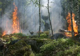 Los bosques de coníferas y mixtos son más susceptibles a los cambios en los incendios.