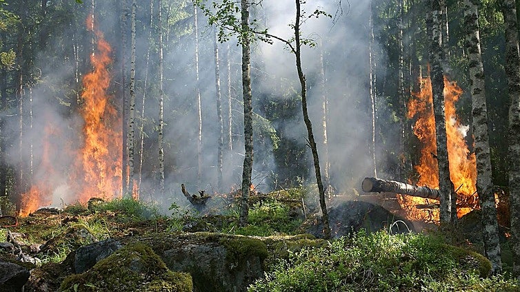 Los nuevos grandes incendios amenazan la diversidad de árboles y arbustos