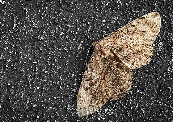 Ejemplar de Tineola Bisselliella.