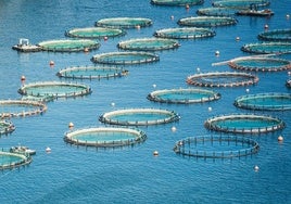 Instalaciones de acuicultura en el mar.