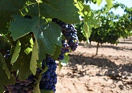 Descubren dos variedades de uva que se adaptan al cambio climático