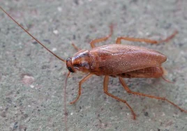 Ejemplar de Blattella germánica o cucaracha rubia.