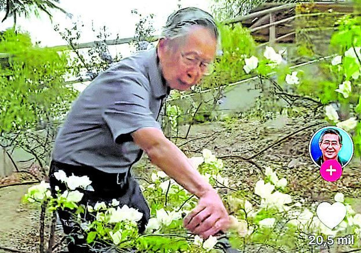 El expresidente peruano comparte con sus seguidores en TikTok vídeos en los que presume de plantas y ofrece consejos para cuidarlas.