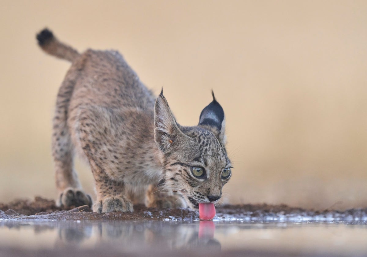 Una cría de lince ibérico bebe agua en una charca.