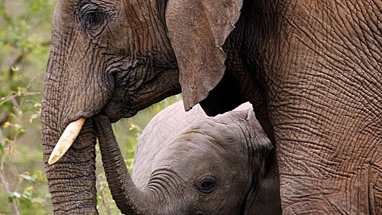 Muere un turista español pisoteado por un elefante en Sudáfrica