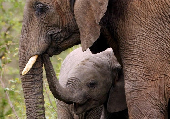 Joven elefante africano, junto a su madre, en el Parque Nacional Kruger de Sudáfrica.