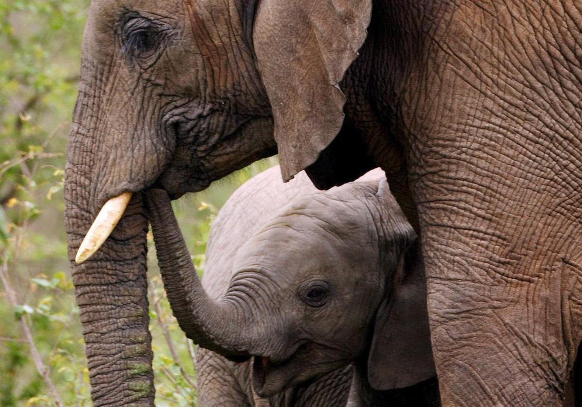 Joven elefante africano, junto a su madre, en el Parque Nacional Kruger de Sudáfrica.