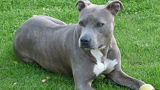 Condenada por llevar suelto y sin bozal un perro que atacó a una niña en Valencia