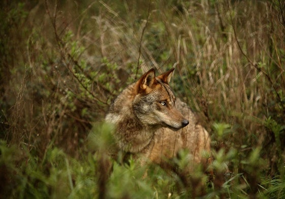 El Tribunal de Justicia de la UE dictamina que la protección del lobo es intocable