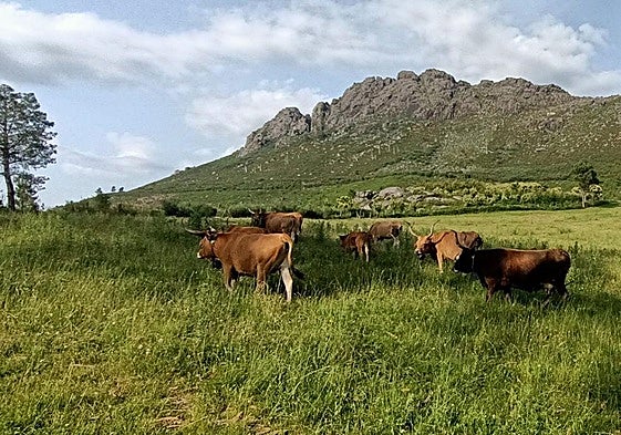 Vacas cachenas en los montes de Vincios.