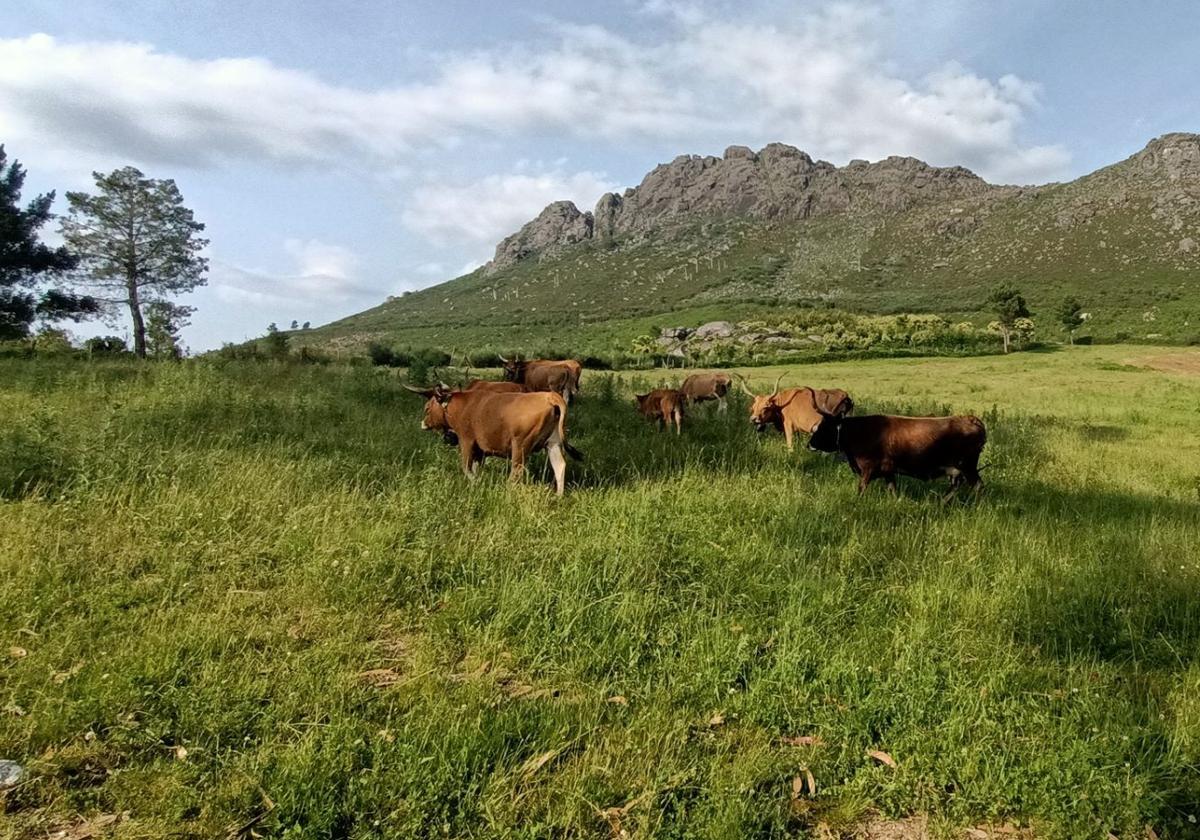 Vacas cachenas en los montes de Vincios.