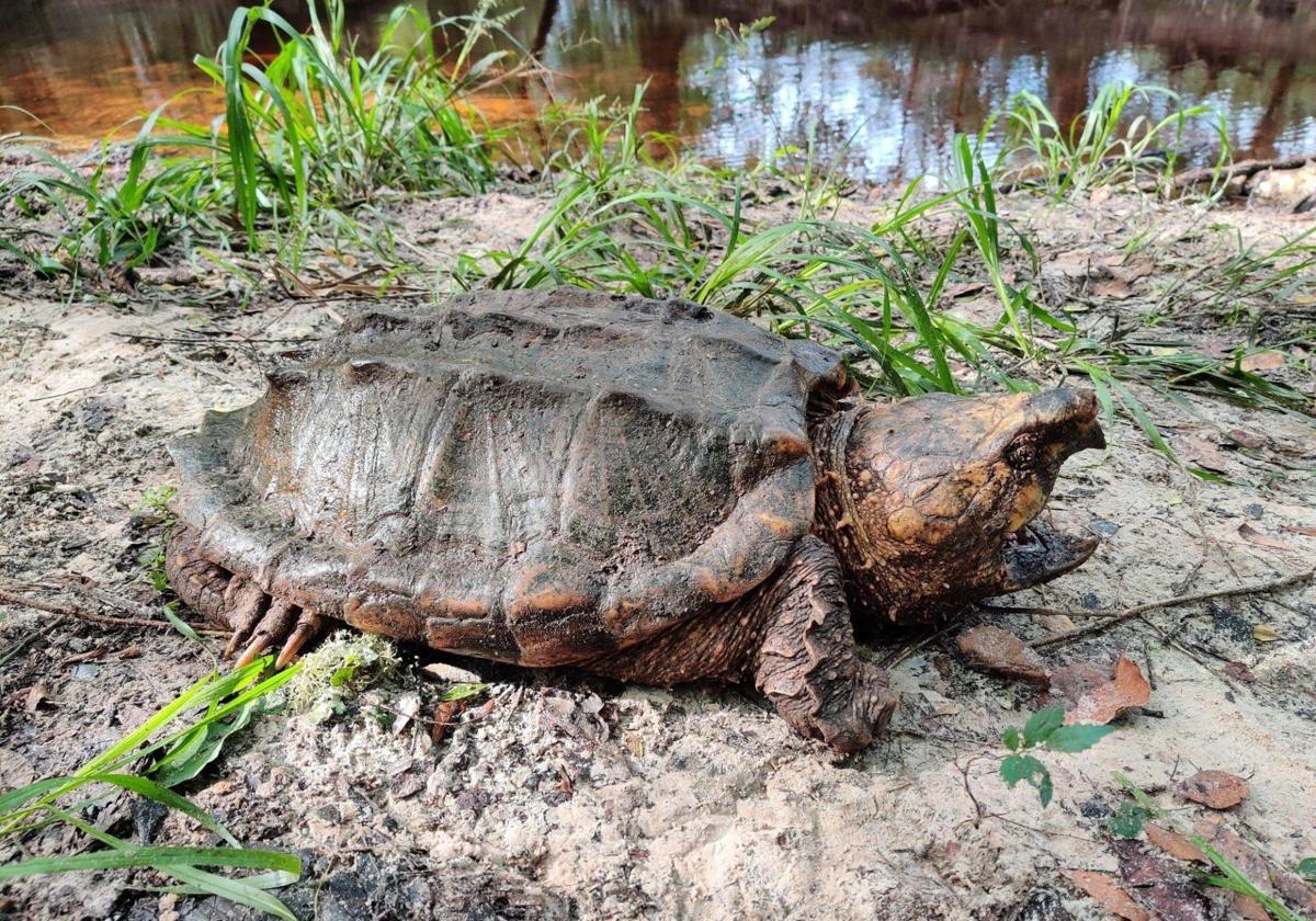 Una tortuga mordedora.