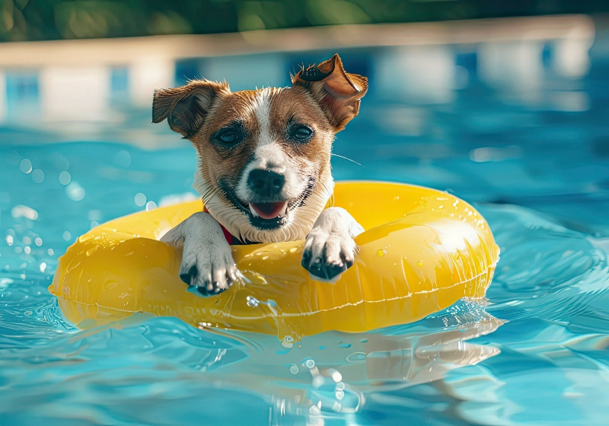 Camas refrescantes para mascotas: Dales el descanso que merecen este verano