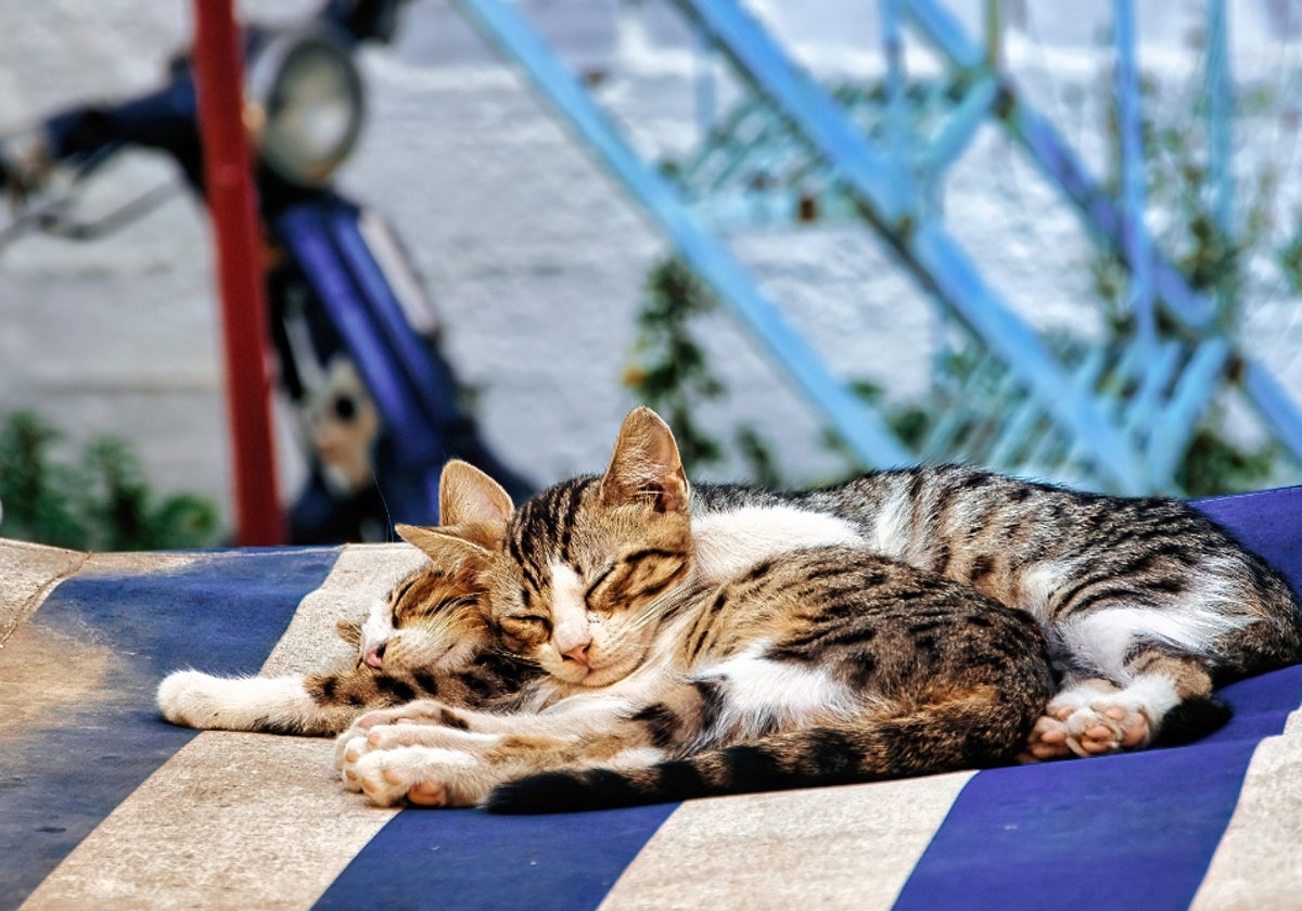 Todo lo que necesitas saber para que tus gatos también disfruten del verano