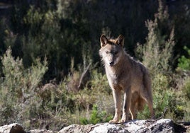 Un lobo