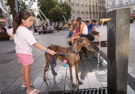 Una niña acerca a su perro a beber agua por las altas temperaturas.