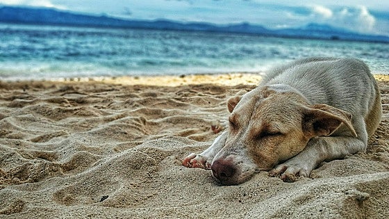 10 consejos para cuidar de tu perro este verano