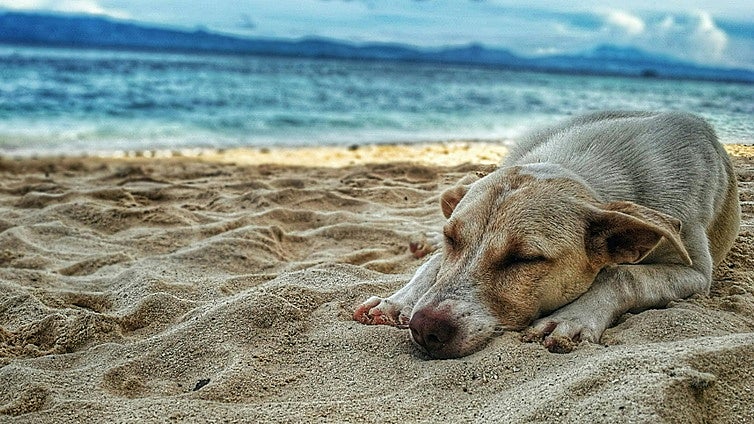 10 consejos para cuidar de tu perro este verano