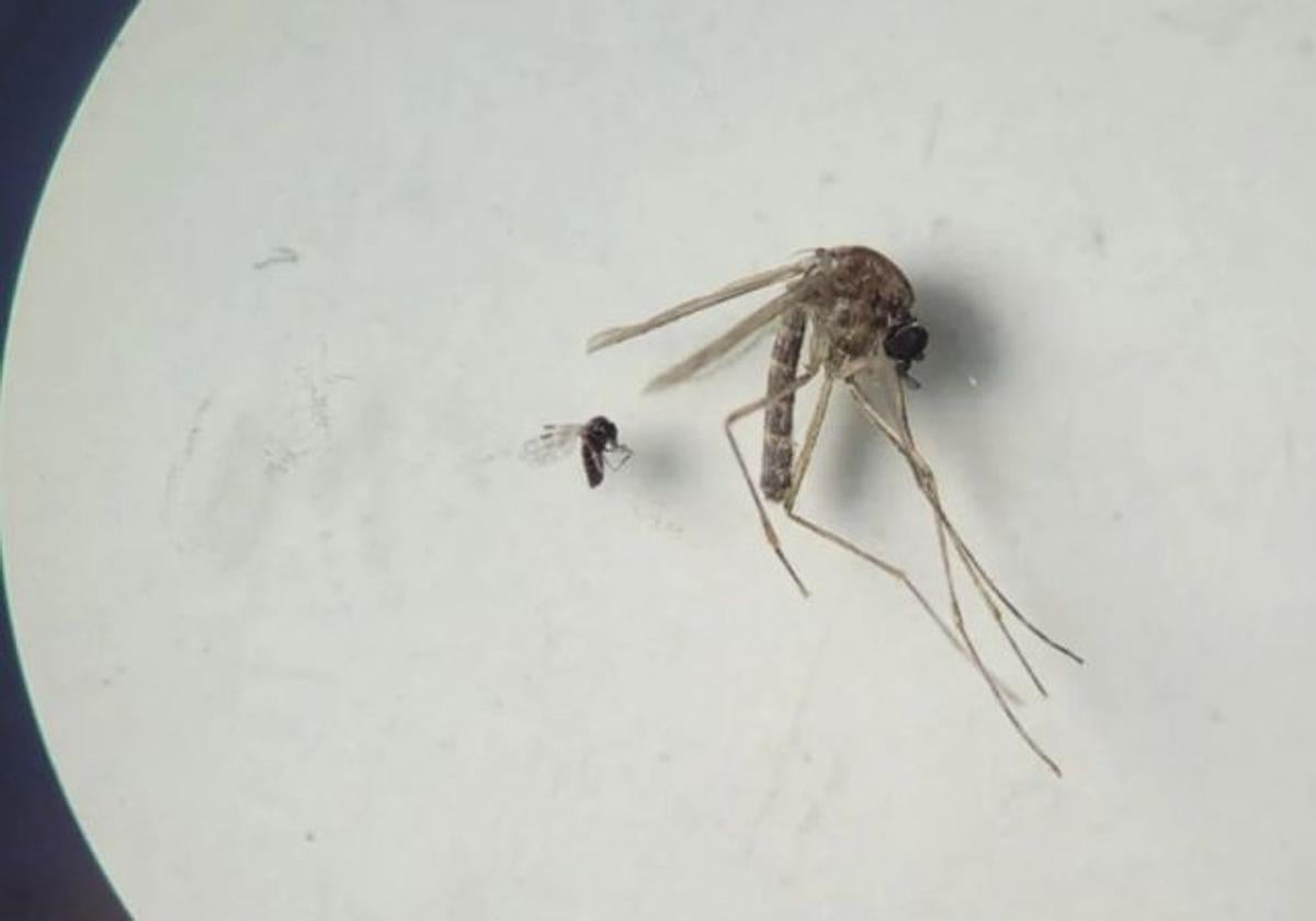 El mosquito jején, transmisor del virus oropouche.