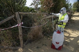 Tareas de fumigación en la Puebla del Río, Sevilla, por zonas cercanas al río Guadalquivir, así como humedales, para intentar evitar la propagación del mosquito que transmite la enfermedad.