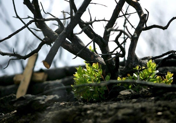 Un árbol vuelve a brotar tras un incendio.