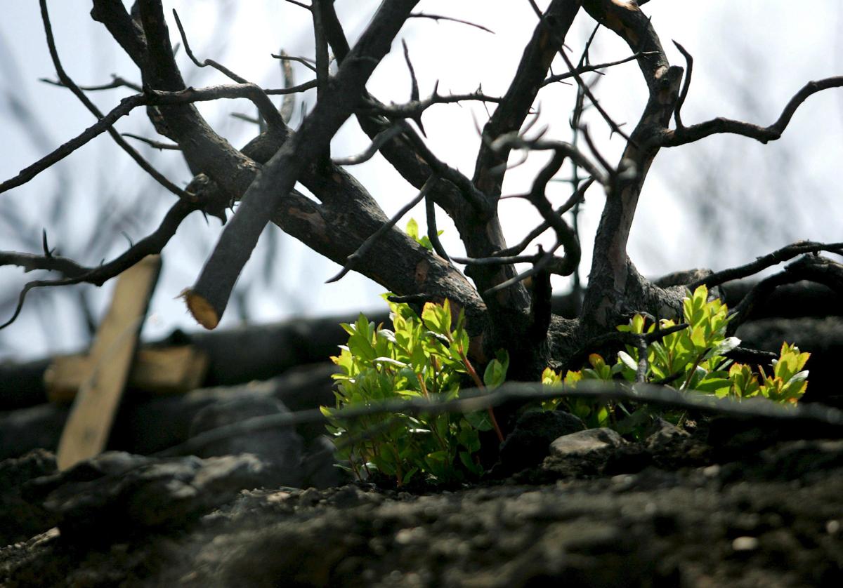 Un árbol vuelve a brotar tras un incendio.