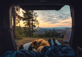 Viajar en camper con mi perro