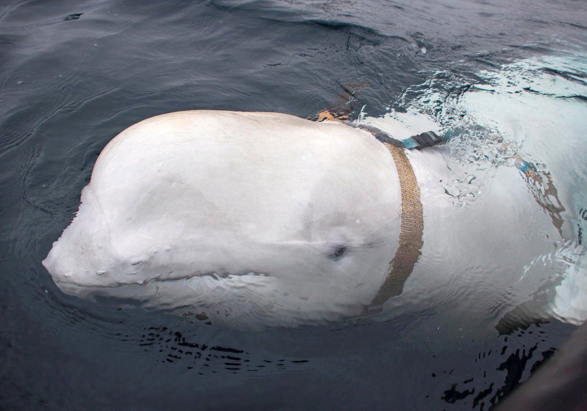 Hvaldimir con el arnés, cuando fue avistada en 2019 en la costa del norte de Noruega.