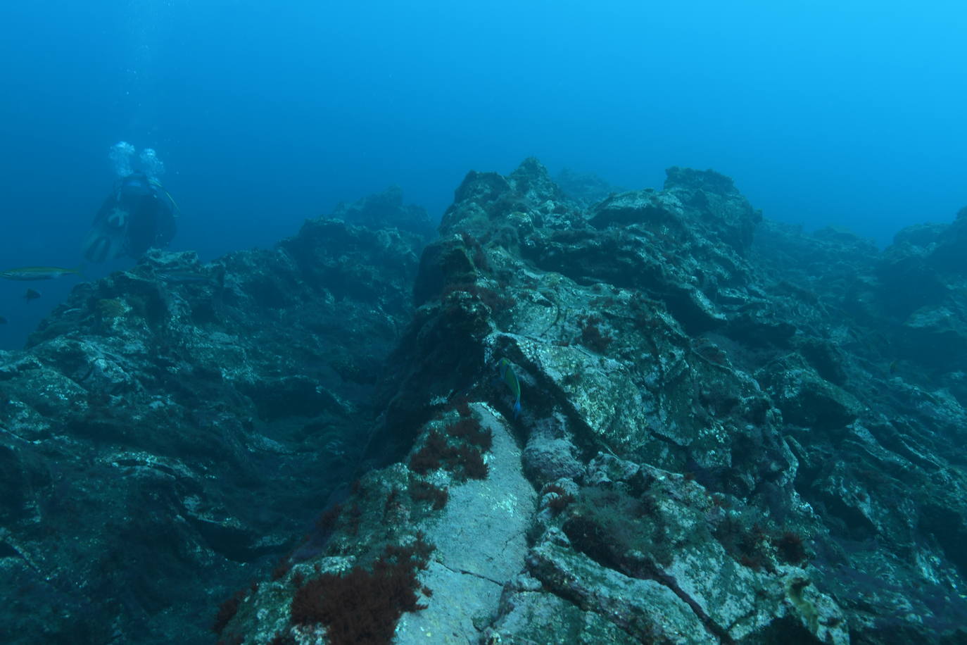 Imagen secundaria 1 - Imágenes de la investigación llevada a cabo por Ecoaqua.