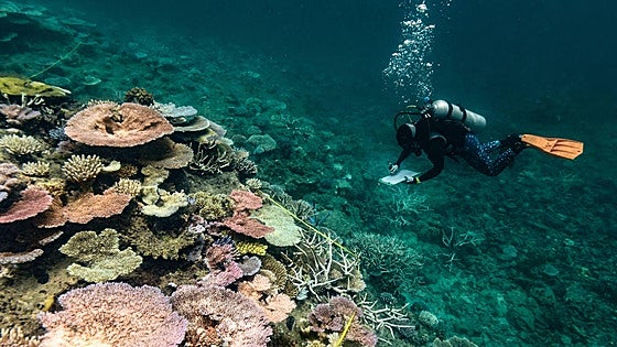 Por qué el mar es el gran olvidado de los compromisos de sostenibilidad