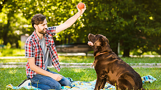 Disfruta al aire libre o en casa con los juguetes y accesorios más divertidos para tus mascotas