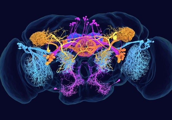 El primer mapa del cerebro de una mosca abre la puerta a investigar la mente humana