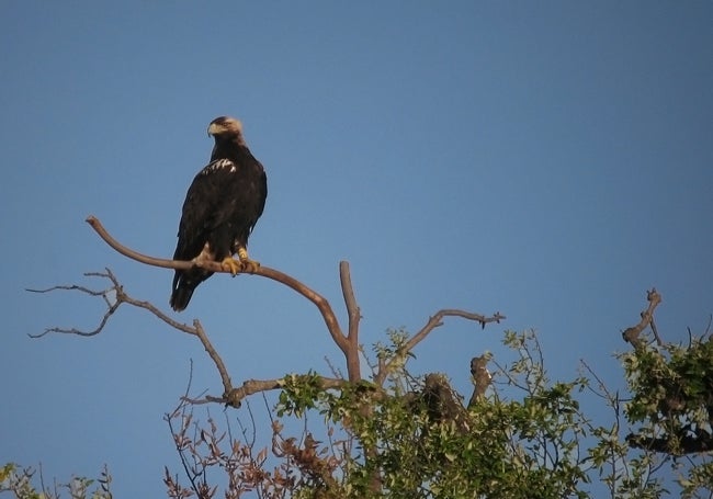 Un macho de águila imperial.