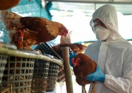 ¿Será la gripe aviar H5N1 la próxima pandemia humana?