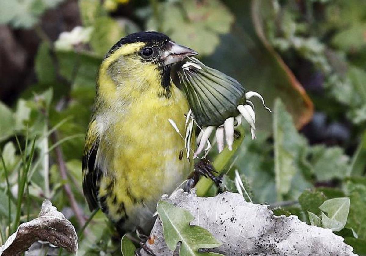 Un pájaro macho «lugano» come las semillas de un aliso.