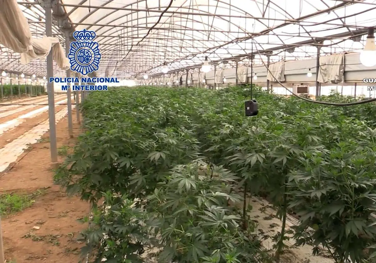 Plantación ilegal de marihuana alimentada con luz eléctrica.