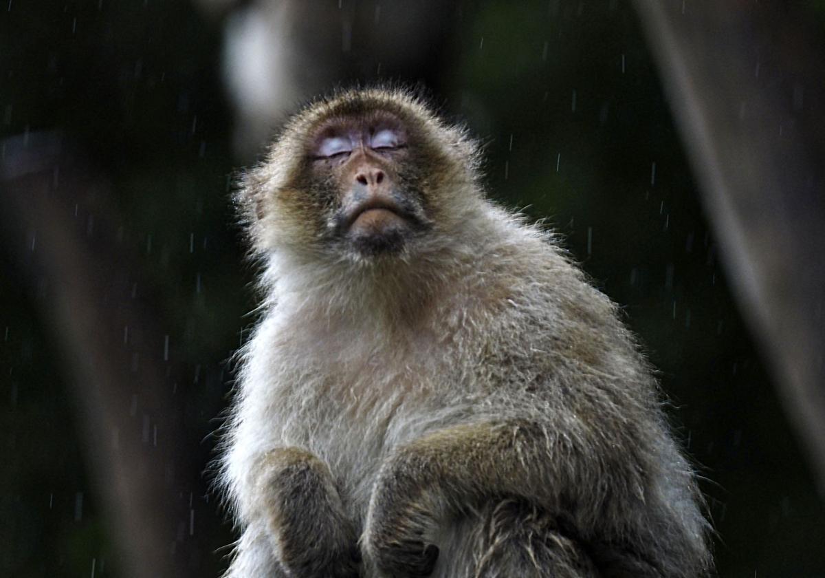 Un ejemplar de macaco Rhesus.