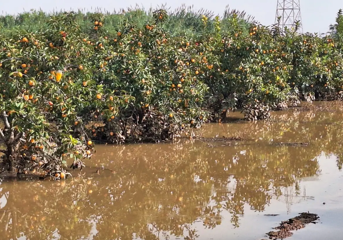 La lluvia de millones del clima no riega los campos de los pequeños agricultores