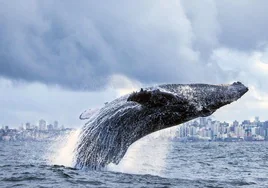 Las ballenas jorobadas son una de las especies amenazadas por los impactos con los cargueros.