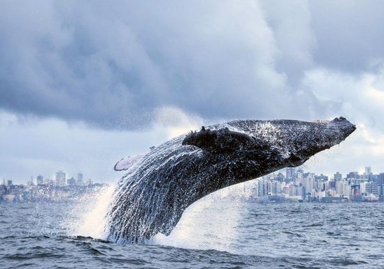 Las ballenas jorobadas son una de las especies amenazadas por los impactos con los cargueros.