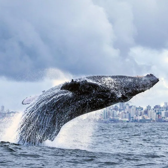 El choque con barcos, una amenaza creciente para las ballenas