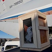 Una cacatúa blanca es descargada directamente de un avión ruso al llegar a Pyongyang.