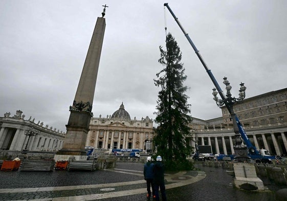 El árbol mide 30 metros de alto y pesa cinco toneladas.