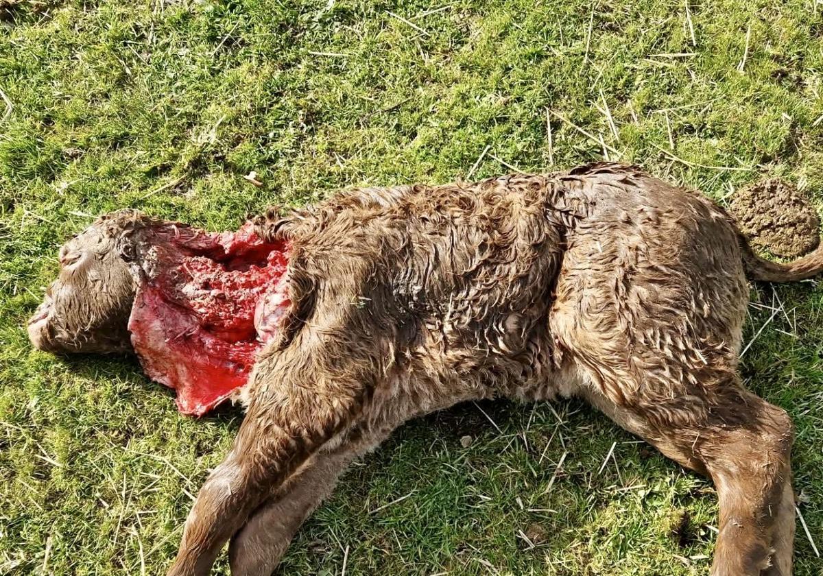 Un animal sin vida tras el ataque de un lobo