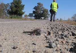 Un voluntario del proyecto SAFE halla el cadáver de un pájaro en la cuneta de la carretera que chequea.