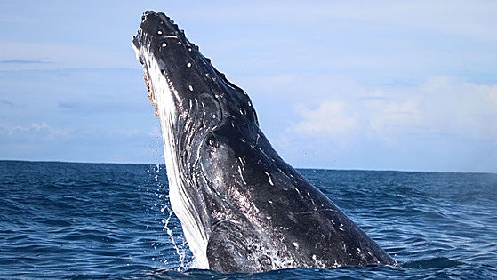El viaje imposible de una ballena jorobada entre América y África
