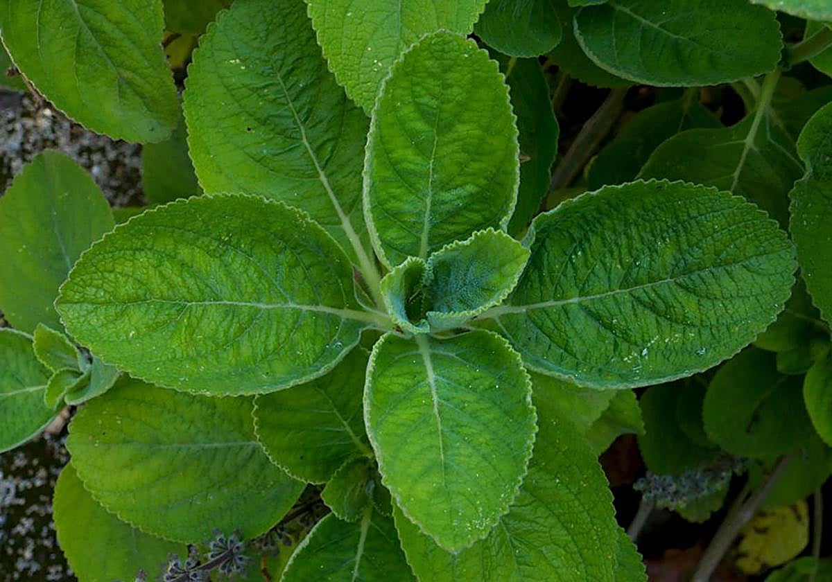 Plectranthus barbatus, planta cuyas hojas pueden sustituir al papel higiénico en el váter.