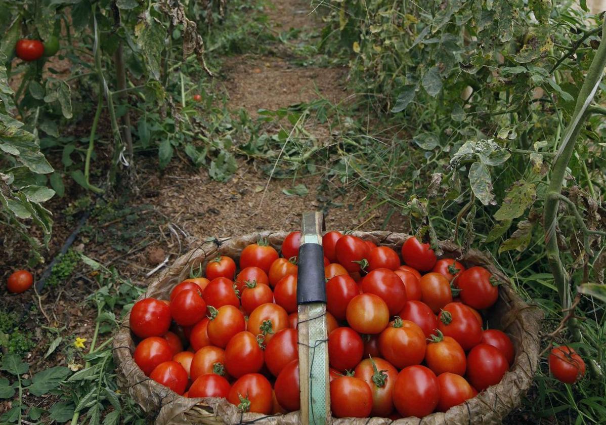 La agricultura regenerativa explicada desde un bote de salsa de tomate